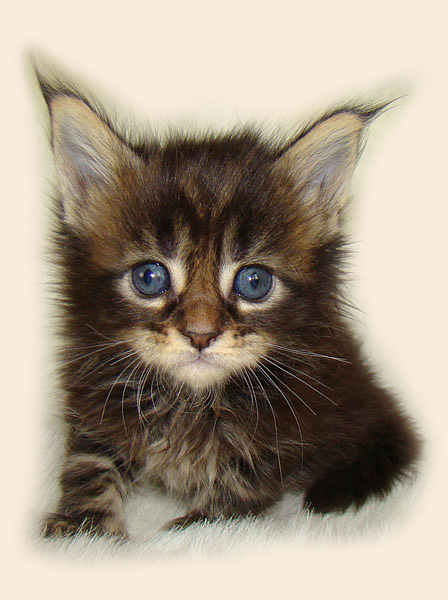     Catsvill County!   !    !       !!!    Catsvill County +7-926-544-74-09     .   ,   ,   ,    ,   ,  ,     ,   -,    ,   !